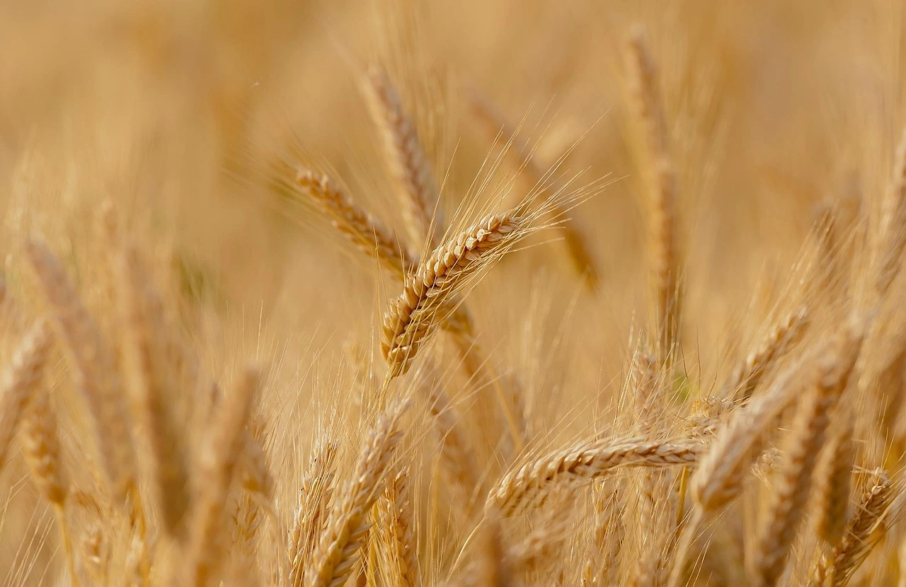 Plantação em larga escala representando o agronegócio, setor em que o Fiagro investe